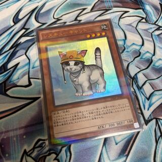 Rescue Cat Parallel Ultreya