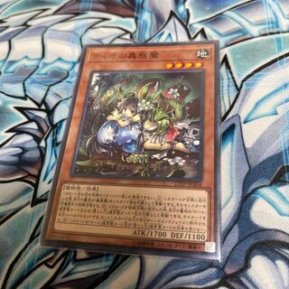 Mikku "36" Traptrix Dionaea Normal