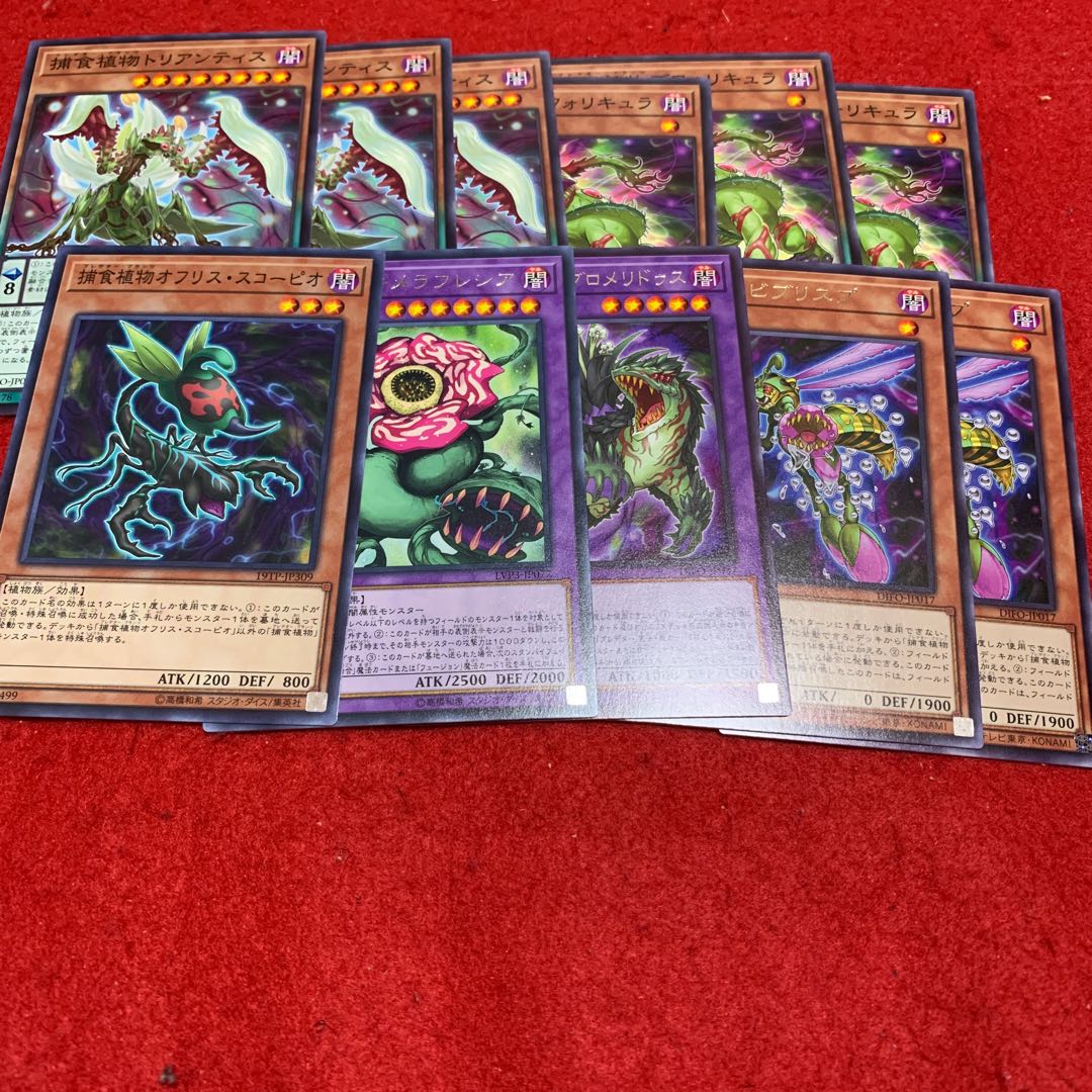 Predaplant Ophrys Scorpio