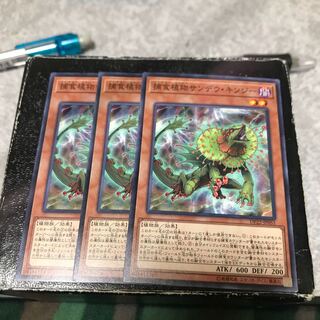 3 normal Predaplant Chlamydosundew