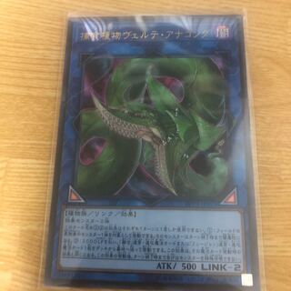 捕食植物ヴェルテ・アナコンダ ウルトラレア