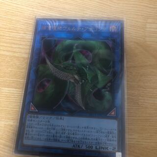 捕食植物ヴェルテ・アナコンダ ウルトラレア