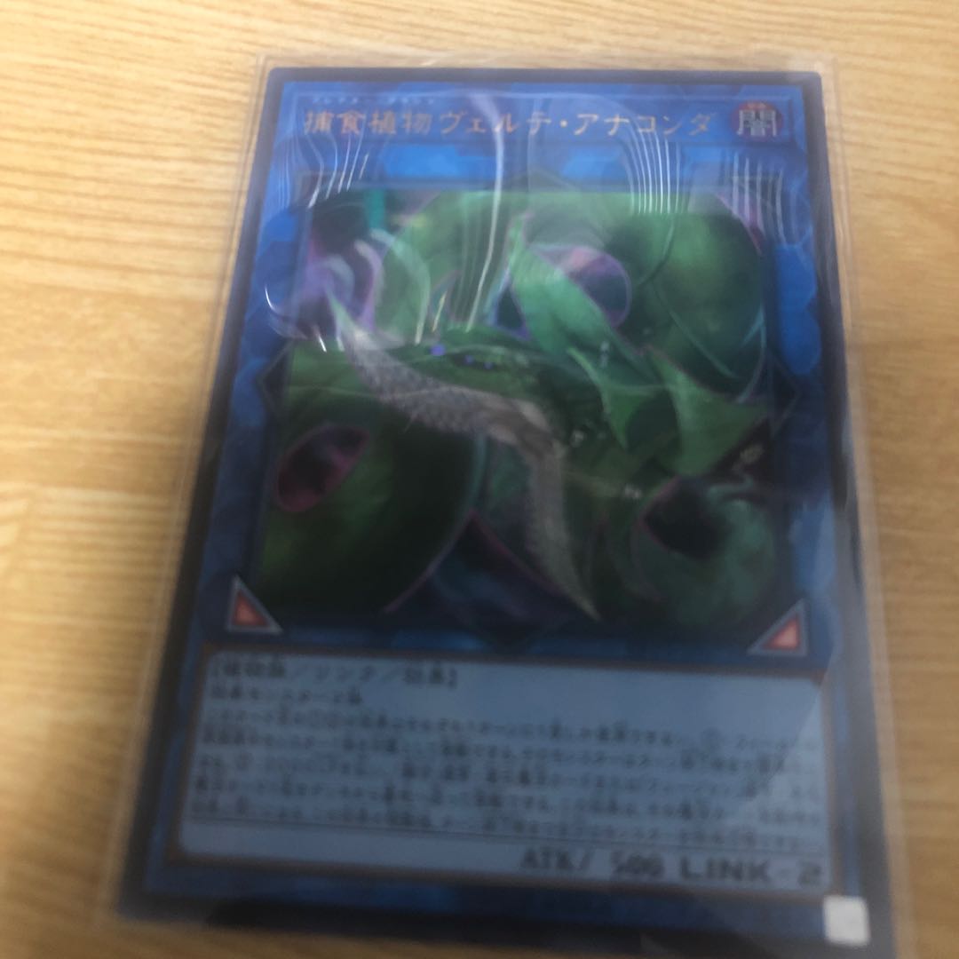 捕食植物ヴェルテ・アナコンダ ウルトラレア