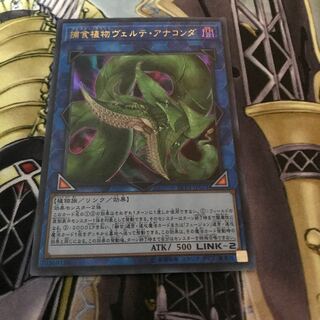 捕食植物ヴェルテ・アナコンダ ウルトラレア