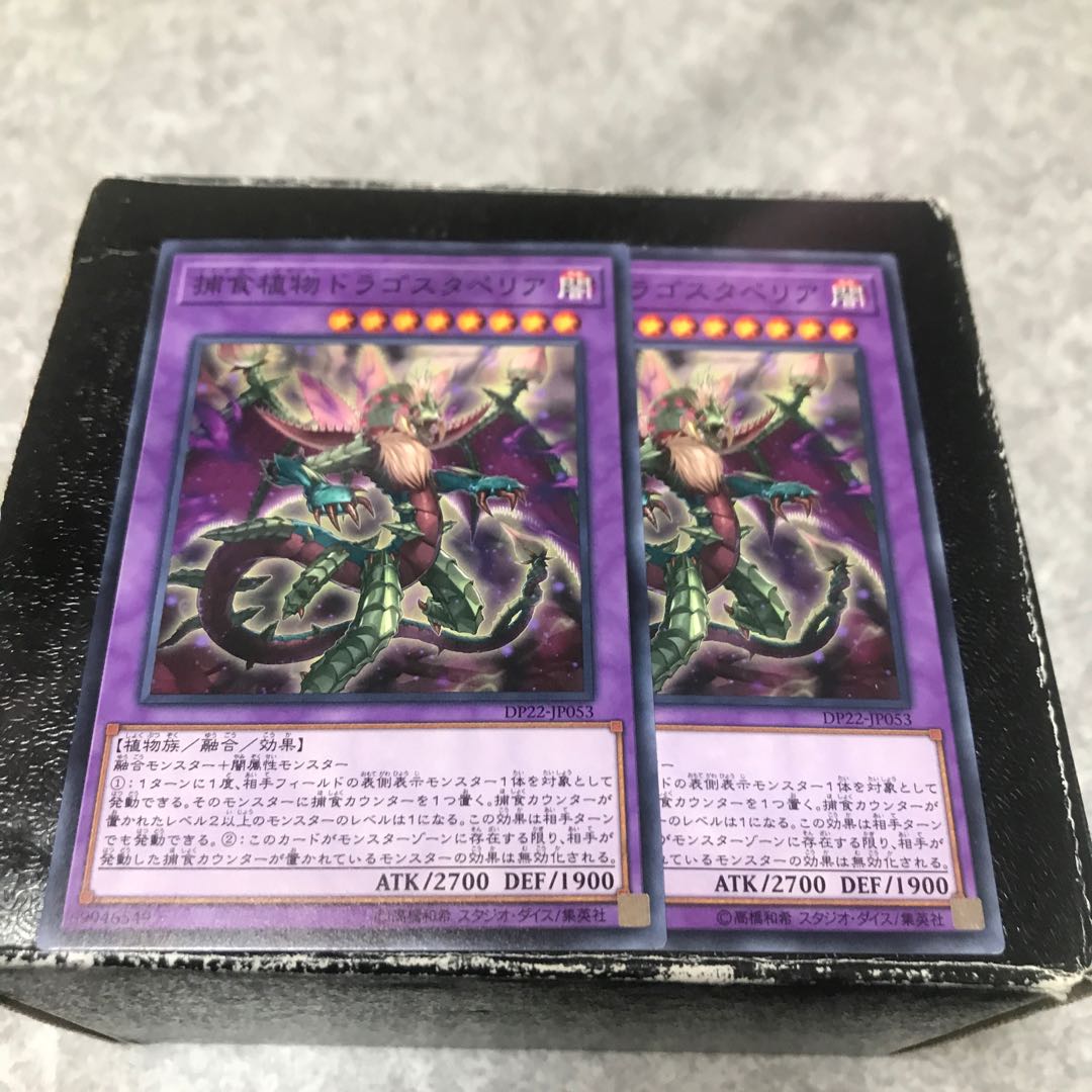 Predaplant Dragostapelia 2 normal