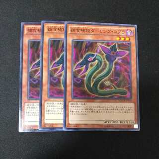 Predaplant Darlingtonia Cobra Normal