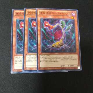 捕食植物コーディセップス ノーマル