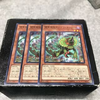 3 normal Predaplant Chlamydosundew