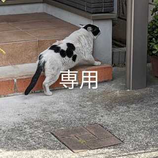 Dedicated to Ms. Wachan