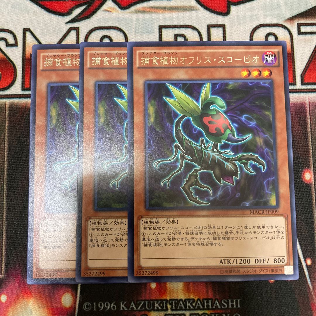 Predaplant Ophrys Scorpio Rare 3pcs Special Price