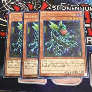 Predaplant Ophrys Scorpio Rare 3pcs Special Price