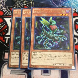 Predaplant Ophrys Scorpio Rare 3 pieces