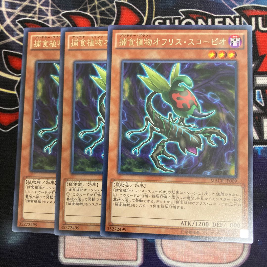 Predaplant Ophrys Scorpio Rare 3pcs Special Price