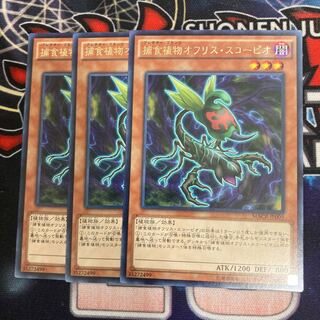 Predaplant Ophrys Scorpio Rare 3pcs Special Price