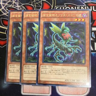 Predaplant Ophrys Scorpio Rare 3pcs Special Price