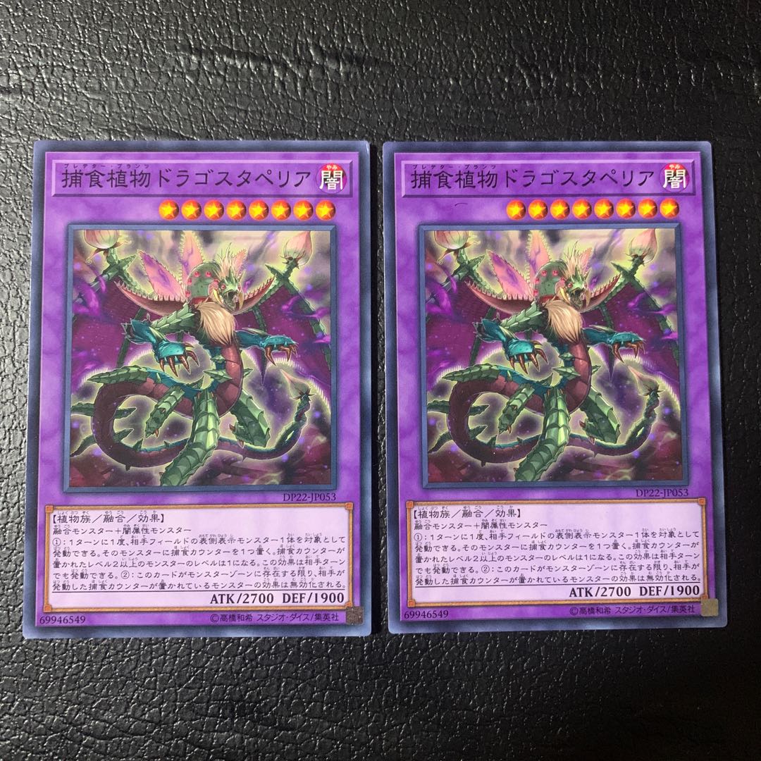 Predaplant Dragostapelia Normal