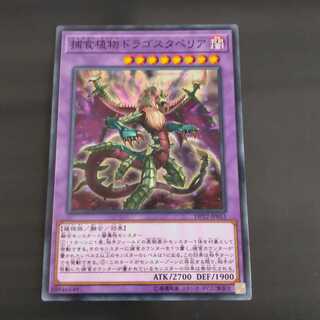 Predaplant Dragostapelia Normal 【Kirindo】.