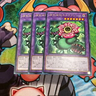 Predaplant Chimerafflesia Rare, 3 pieces