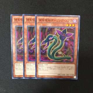 Predaplant Darlingtonia Cobra Normal