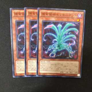 Predaplant Sarraceniant Normal