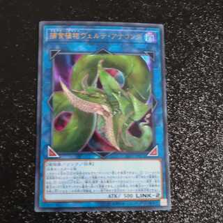 捕食植物ヴェルテ・アナコンダ ウルトラレア　【木林堂】