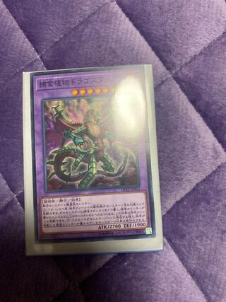 Predaplant Dragostapelia Normal