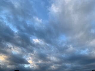 霞み妖精ジャスミンp 4枚セット 4枚