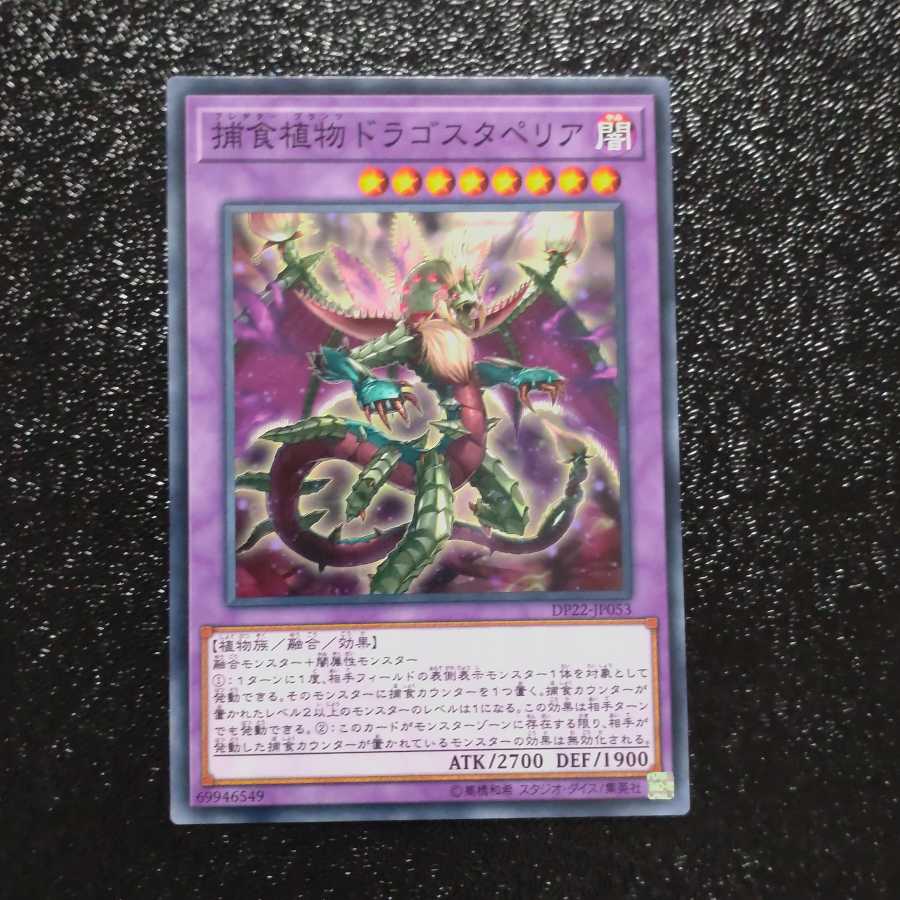 Predaplant Dragostapelia Normal 【Kirindo】.