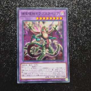 Predaplant Dragostapelia Normal 【Kirindo】.