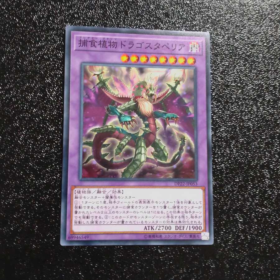 Predaplant Dragostapelia Normal 【Kirindo】.