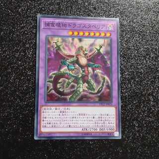 Predaplant Dragostapelia Normal 【Kirindo】.