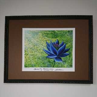 Exclusive] Framed "Black Lotus" signed Jigglypufft with certificate