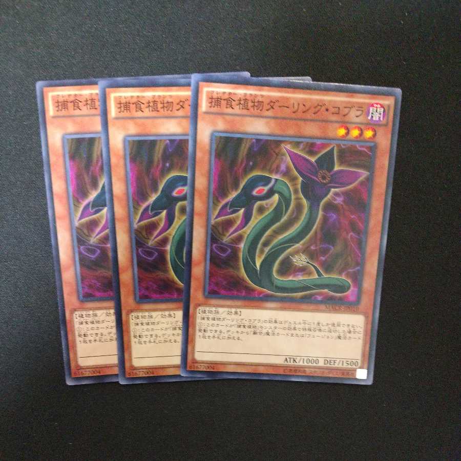 Predaplant Darlingtonia Cobra Normal