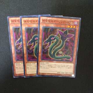 Predaplant Darlingtonia Cobra Normal