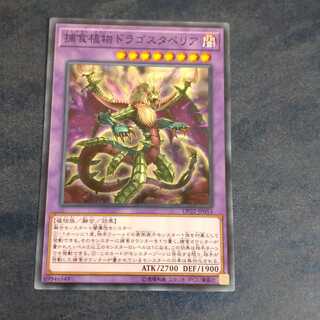 Predaplant Dragostapelia Normal 【Kirindo】.