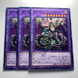 Predaplant Dragostapelia☆6071