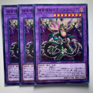 Predaplant Dragostapelia☆6089