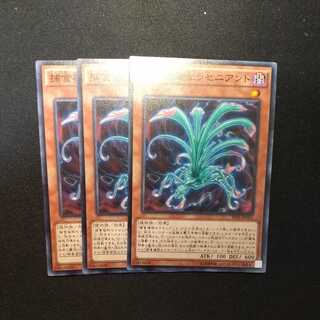 Predaplant Sarraceniant Normal