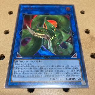 捕食植物ヴェルテ・アナコンダ ウルトラレア