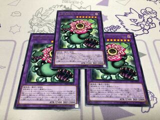 Predaplant Chimerafflesia Rare, 3 pieces