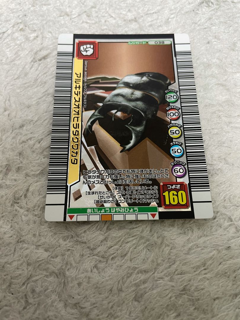 Archeidean Stag Beetle, beautiful, price reduction possible