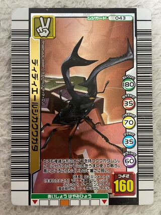 Didieres deer stag beetle, beautiful, price reduction possible