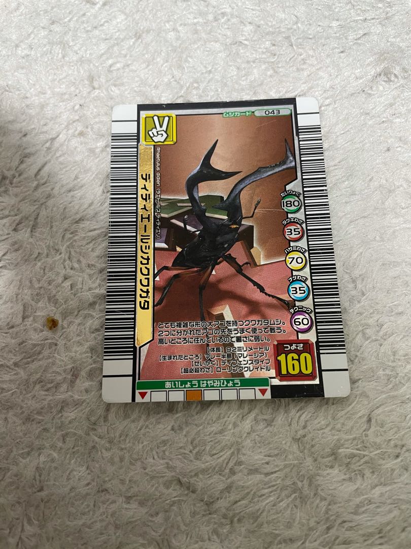 Didieres deer stag beetle, beautiful, price reduction possible