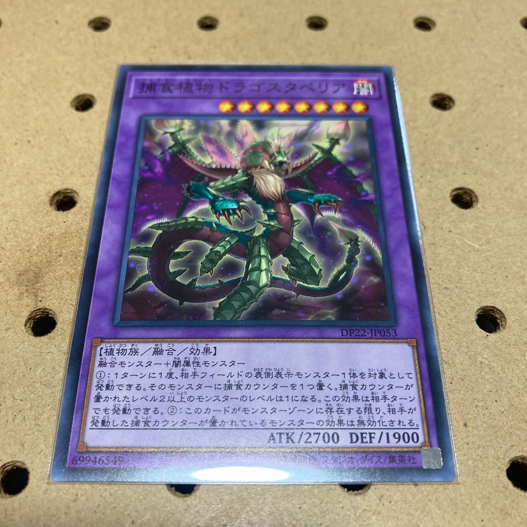 Predaplant Dragostapelia Normal