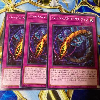 バージェストマ・カナディア ノーマル