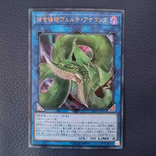 捕食植物ヴェルテ・アナコンダ UR　②