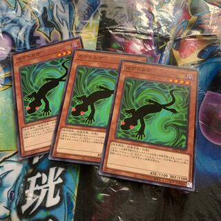 カゲトカゲ ノーマル