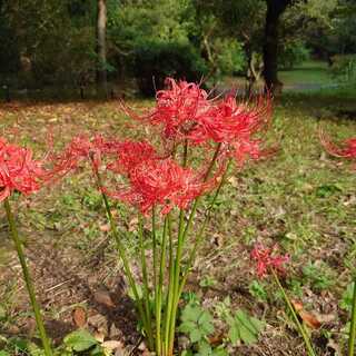 プロテイン共和国さん専用出品 銀河星剣グランシャリオ 2枚