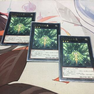 メリアスの木霊 レア
