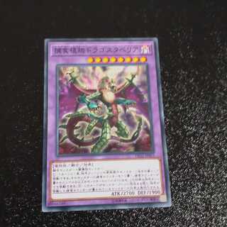 Predaplant Dragostapelia Normal 【Kirindo】.